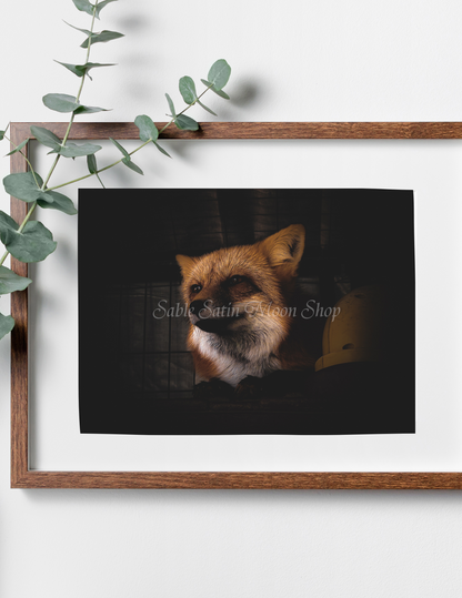 Photo Print- Fox