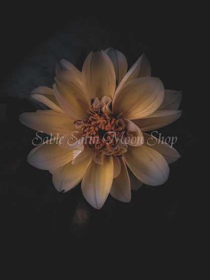 Photo Print- Dahlia