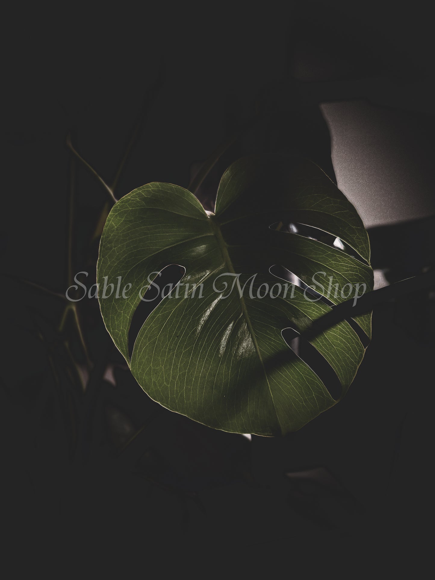 Photo Print- Monstera