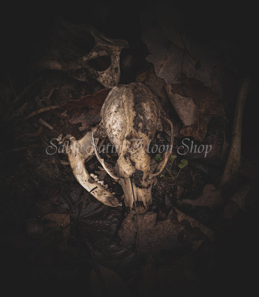 Photo Print- Skull