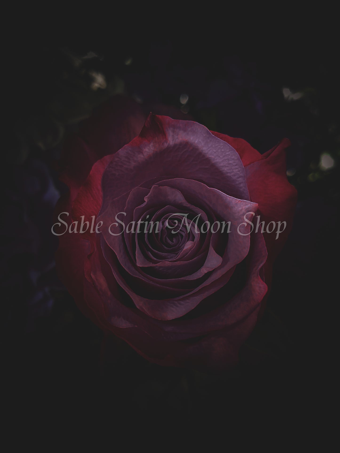 Photo Print-Rose