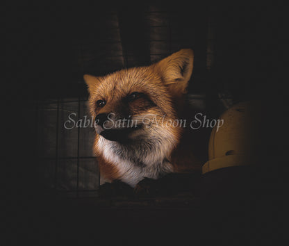 Photo Print- Fox