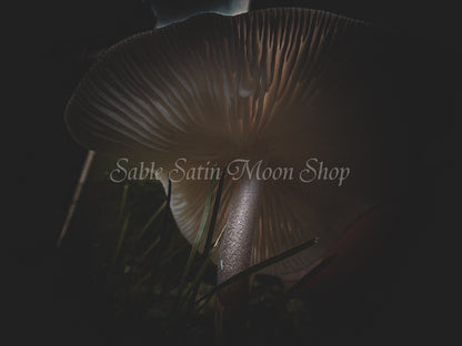 Photo Print- Mushroom